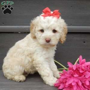 Trixie, Cockapoo Puppy