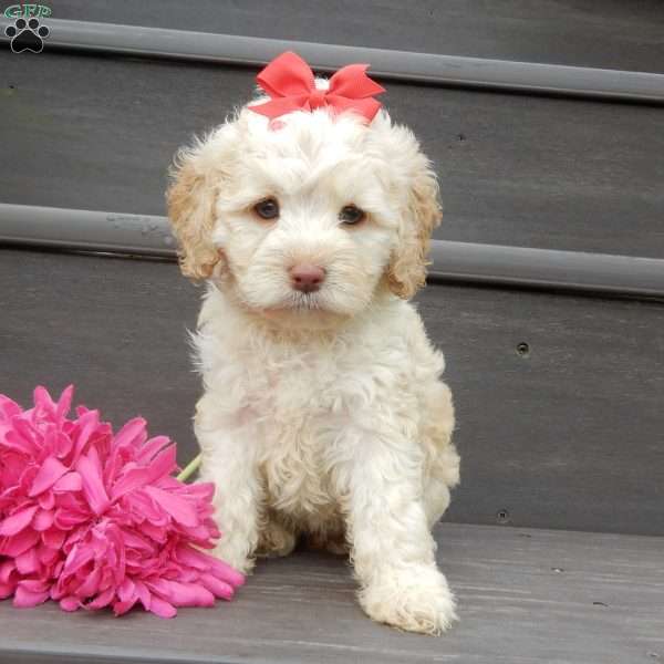 Trixie, Cockapoo Puppy
