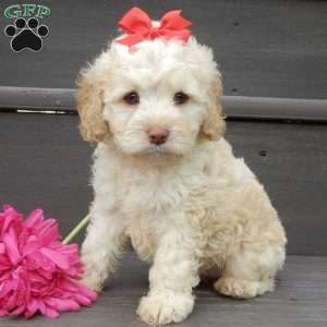 Trixie, Cockapoo Puppy