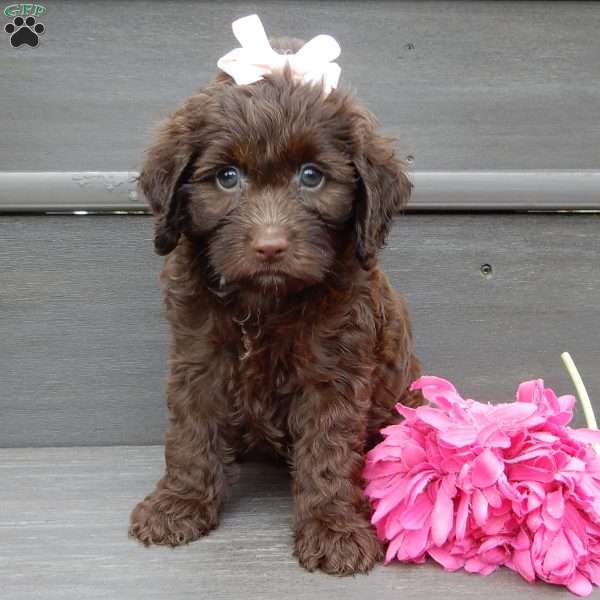 Molly, Cockapoo Puppy