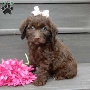Molly, Cockapoo Puppy