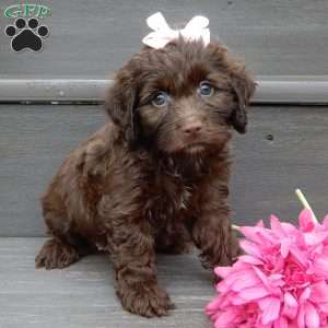 Molly, Cockapoo Puppy