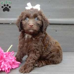 Molly, Cockapoo Puppy