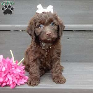 Molly, Cockapoo Puppy