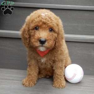 Louie, Mini Goldendoodle Puppy