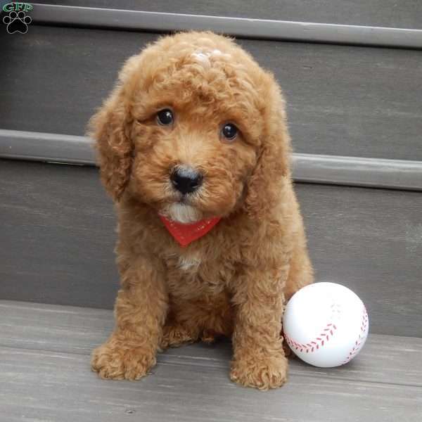Louie, Mini Goldendoodle Puppy