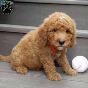Louie, Mini Goldendoodle Puppy
