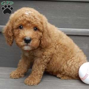 Louie, Mini Goldendoodle Puppy