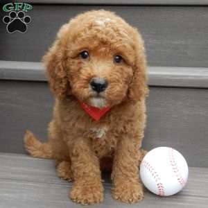 Louie, Mini Goldendoodle Puppy