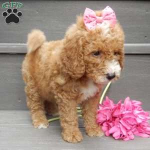 Bailey, Mini Goldendoodle Puppy