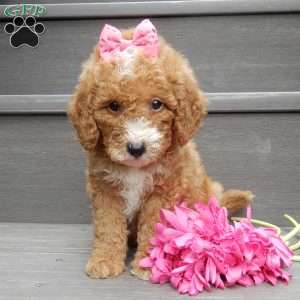 Bailey, Mini Goldendoodle Puppy