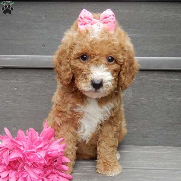 Bailey, Mini Goldendoodle Puppy
