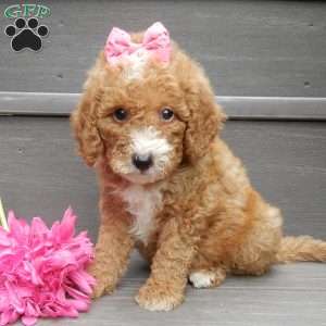 Bailey, Mini Goldendoodle Puppy