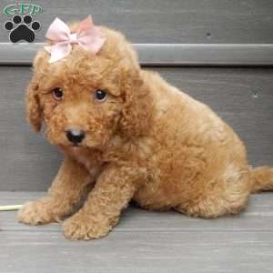 Zara, Mini Goldendoodle Puppy
