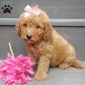 Zara, Mini Goldendoodle Puppy