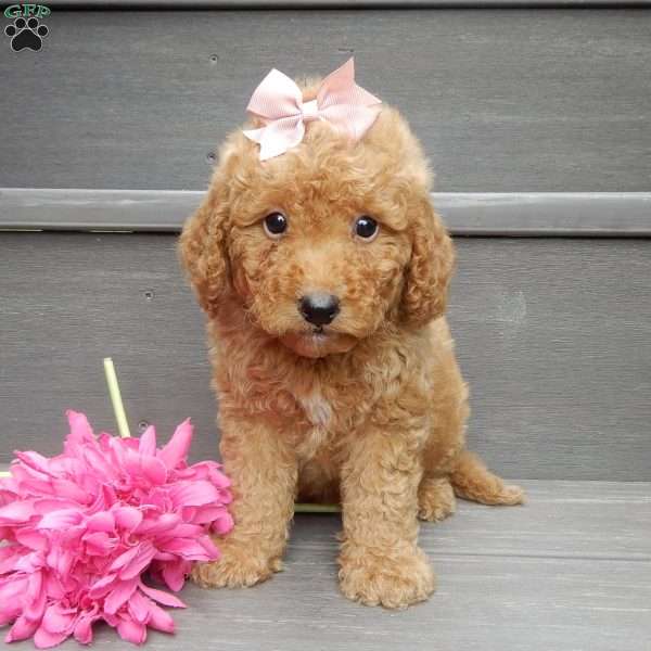 Zara, Mini Goldendoodle Puppy