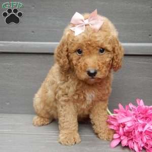 Zara, Mini Goldendoodle Puppy