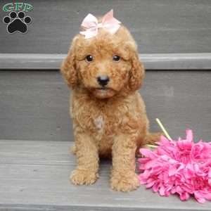 Zara, Mini Goldendoodle Puppy