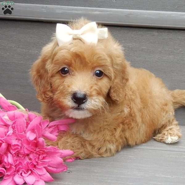 Izzy, Mini Goldendoodle Puppy