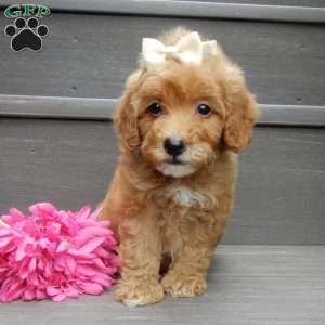 Izzy, Mini Goldendoodle Puppy