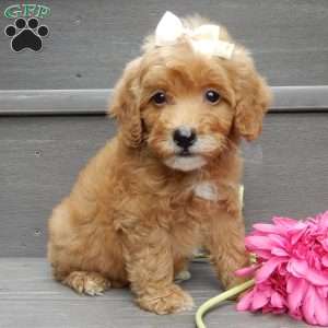 Izzy, Mini Goldendoodle Puppy