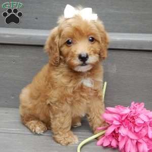 Izzy, Mini Goldendoodle Puppy
