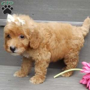 Izzy, Mini Goldendoodle Puppy