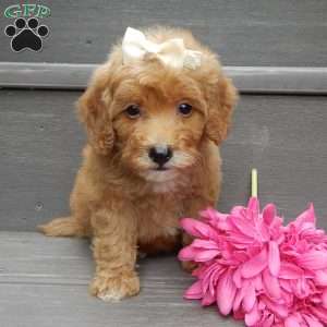 Izzy, Mini Goldendoodle Puppy