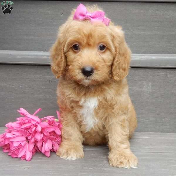 Indy, Mini Goldendoodle Puppy