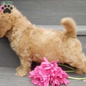 Indy, Mini Goldendoodle Puppy
