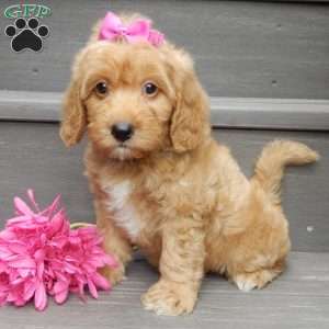 Indy, Mini Goldendoodle Puppy
