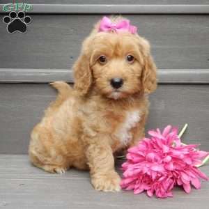 Indy, Mini Goldendoodle Puppy