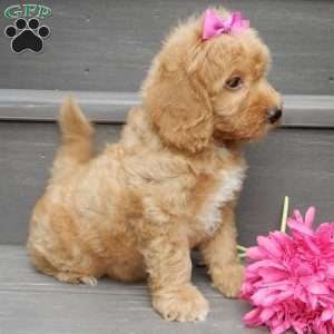 Indy, Mini Goldendoodle Puppy