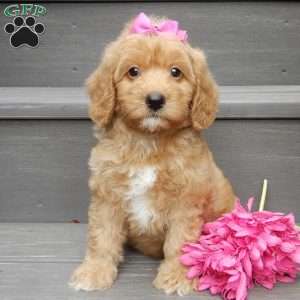Indy, Mini Goldendoodle Puppy