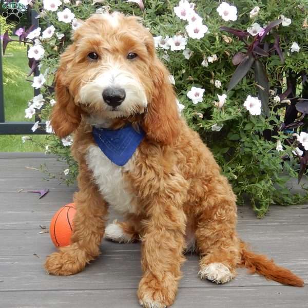 Leo, Mini Goldendoodle Puppy