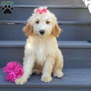 Penny, Mini Goldendoodle Puppy