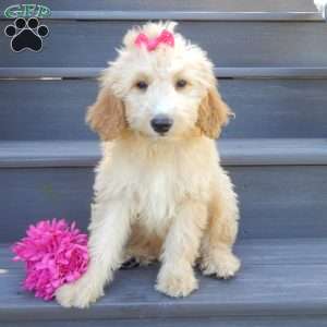 Penny, Mini Goldendoodle Puppy