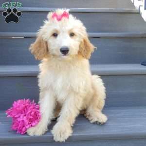 Penny, Mini Goldendoodle Puppy