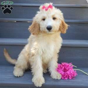 Penny, Mini Goldendoodle Puppy