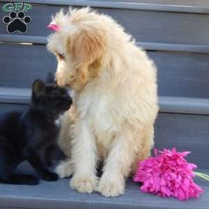 Penny, Mini Goldendoodle Puppy