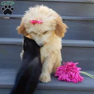 Penny, Mini Goldendoodle Puppy