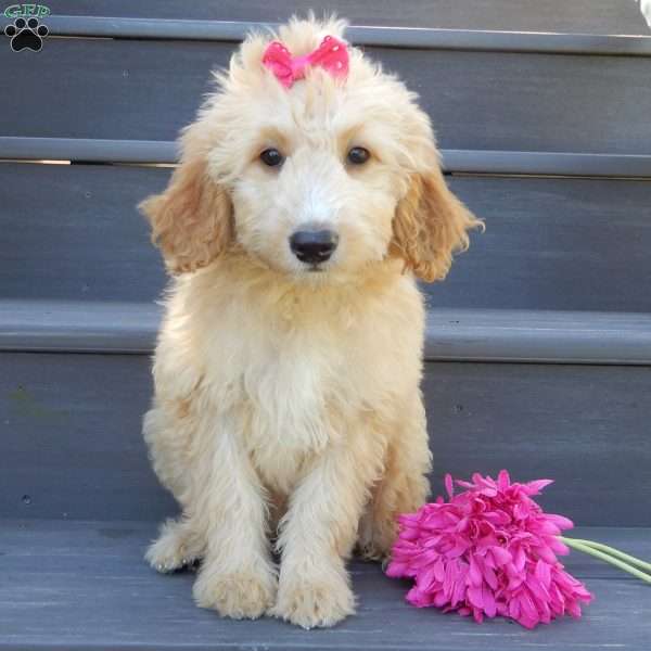 Penny, Mini Goldendoodle Puppy