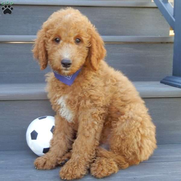 Jake (medium), Mini Goldendoodle Puppy