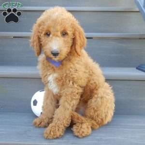 Jake (medium), Mini Goldendoodle Puppy