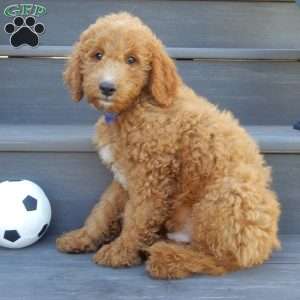 Jake (medium), Mini Goldendoodle Puppy
