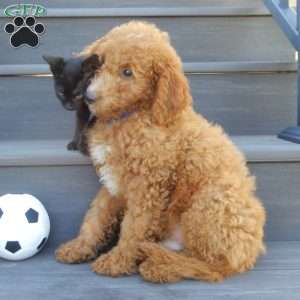 Jake (medium), Mini Goldendoodle Puppy