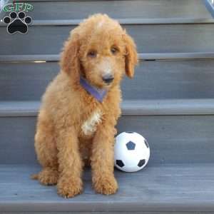 Jake (medium), Mini Goldendoodle Puppy