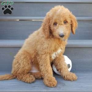 Jake (medium), Mini Goldendoodle Puppy