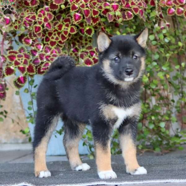 Rachel, Shiba Inu Puppy