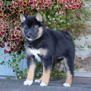 Rachel, Shiba Inu Puppy
